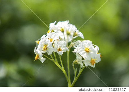 北海道的馬鈴薯田 31823837