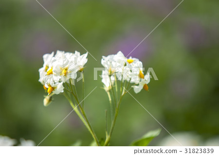 北海道的馬鈴薯田 31823839