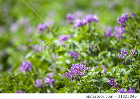 北海道的馬鈴薯田 31823840