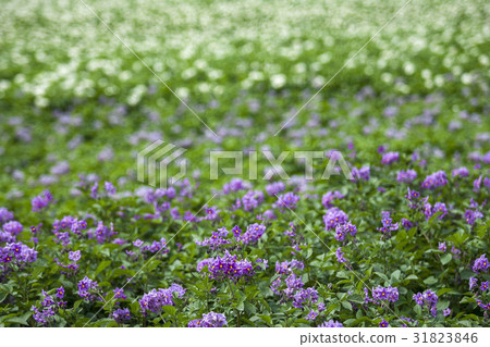 北海道的馬鈴薯田 31823846