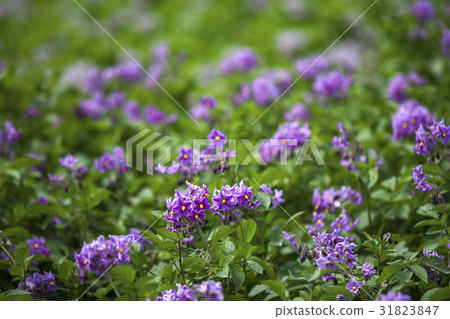 北海道的馬鈴薯田 31823847