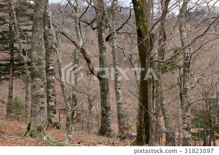 Beech forest Tanzawayama in early spring 31823897