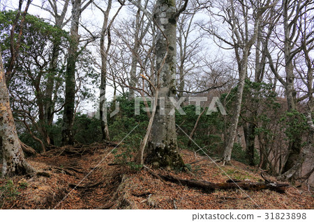 Beech forest Tanzawayama in early spring Beech forest Tanzawayama in early spring 31823898