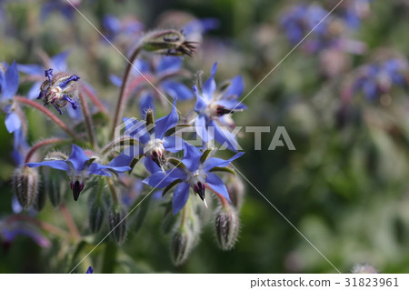 Polyji herb 31823961