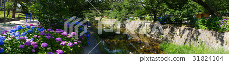 The early summer tradition of Mukawa river / hydrangea community (near Shigarakucho entrance station) / Nishinomiya-shi Hyogo prefecture 31824104