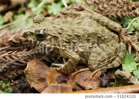 青蛙/雨季 31824128