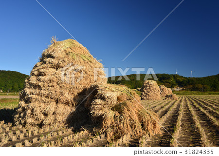 Shoot the landscape with the blue sky of clear sky backing in the background and drying the rice plants Shoot the landscape with the blue sky of clear sky backing in the background and drying the rice plants 31824335