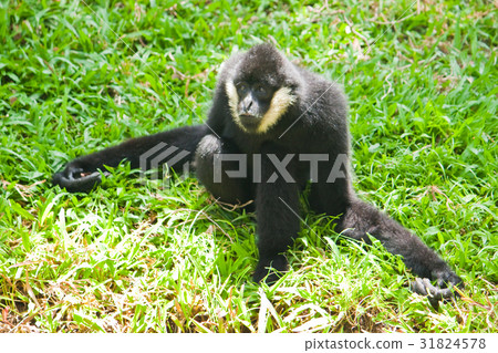 White Cheek Gibbon. White Cheek Gibbon. 31824578