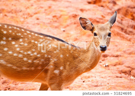 Fallow deer  close up 31824695
