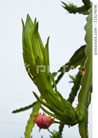 dragon fruit bud and fruit on tree 31824696