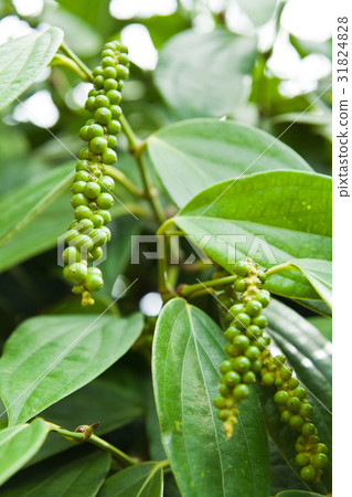 Fresh live green peper on tree 31824828