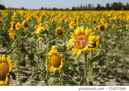 法國南部，阿爾勒向日葵田 31825566