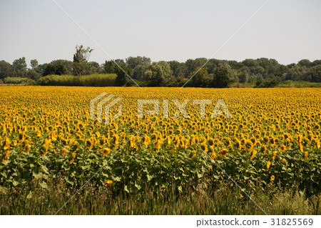 法國南部，阿爾勒向日葵田 31825569