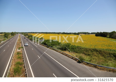 法國南部,阿爾勒向日葵田 法國南部,阿爾勒向日葵田 31825570