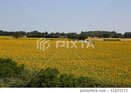 法國南部，阿爾勒向日葵田 31825571