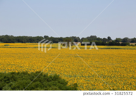 Southern France, Arles Sunflower Field 31825572