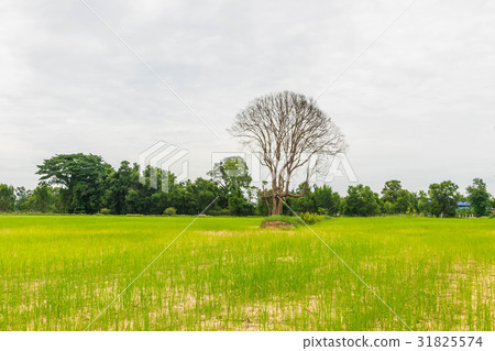 The soft focus of green paddy rice field, the dead 31825574