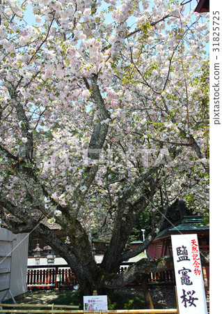 靖國神社的櫻花 31825725