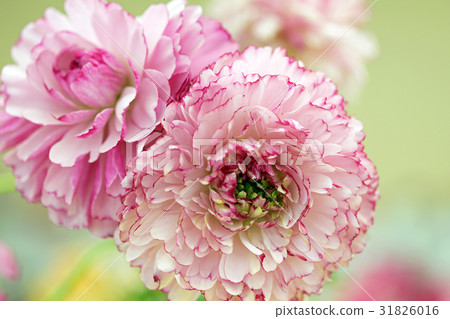 毛茛屬植物12 31826016