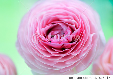 毛茛屬13 31826017