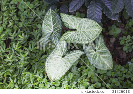 Singonium·Podophyllum熱帶植物葉子植物 Singonium·Podophyllum熱帶植物葉子植物 31826018