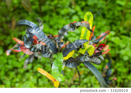 巴豆熱帶植物葉子植物 31826019