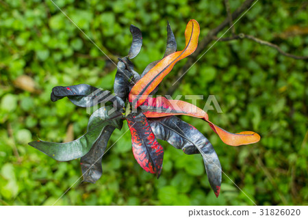 Croton tropical plant foliage plant Croton tropical plant foliage plant 31826020