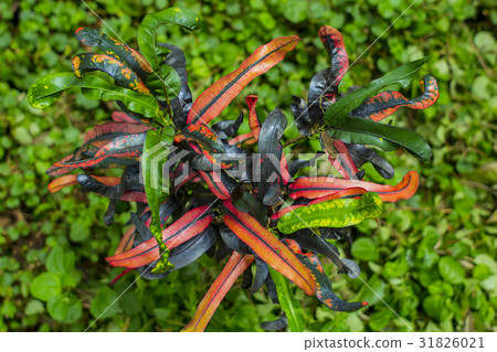 Croton tropical plant foliage plant Croton tropical plant foliage plant 31826021