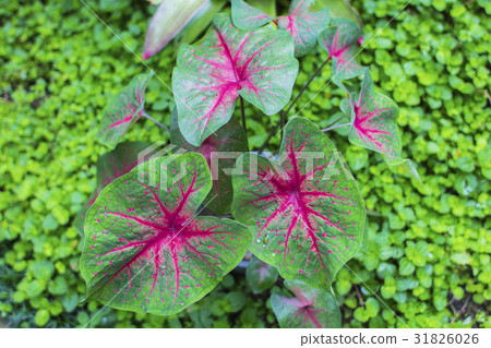 Caradium tropical plant foliage plant Caradium tropical plant foliage plant 31826026