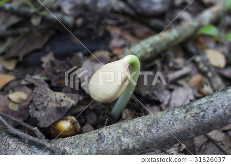 Tropical plant foliage plants Tropical plant foliage plants 31826037