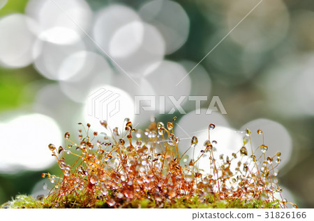 森林的光芒 森林的光芒 31826166