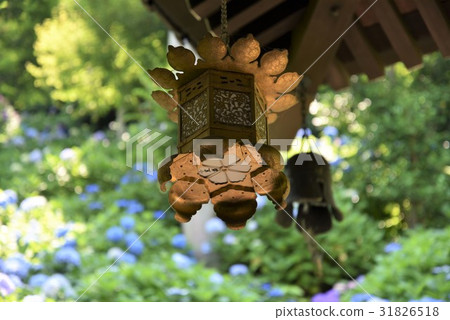 Lantern and Hydrangea Lantern and Hydrangea 31826518