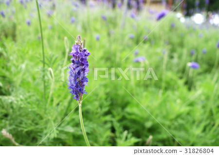 Lavender flowers in nature 31826804