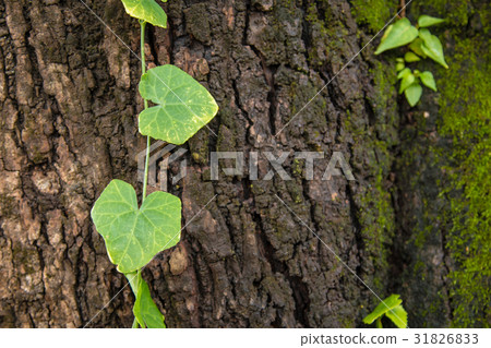 Tree with moss on trunk Tree with moss on trunk 31826833