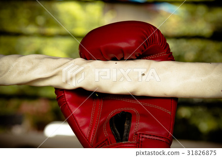 Old red boxing gloves on canvas Old red boxing gloves on canvas 31826875