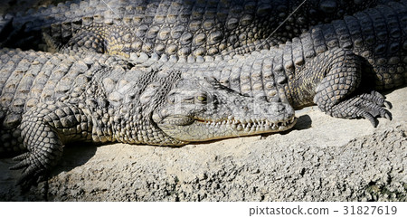 A closeup photo of a crocodile A closeup photo of a crocodile 31827619