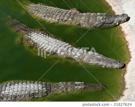 A closeup photo of a crocodile A closeup photo of a crocodile 31827624