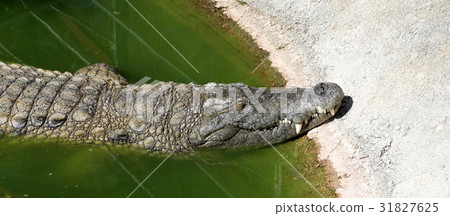 A closeup photo of a crocodile 31827625