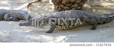 A closeup photo of a crocodile A closeup photo of a crocodile 31827626