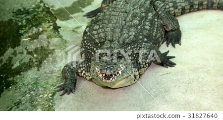 A closeup photo of a crocodile A closeup photo of a crocodile 31827640