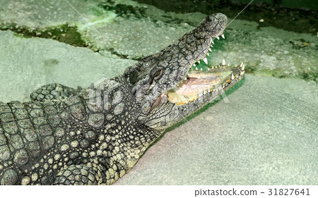A closeup photo of a crocodile 31827641