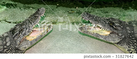 A closeup photo of a crocodile A closeup photo of a crocodile 31827642