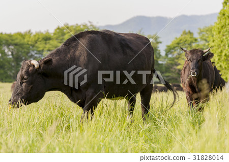 Pasture cattle Pasture cattle 31828014