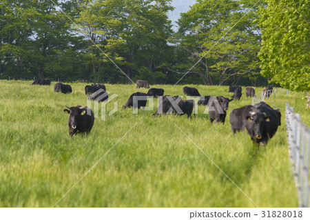 Pasture cattle Pasture cattle 31828018