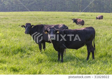 Pasture cattle 31828022