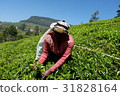 Tea plantations of Nuwara Eliya 31828164
