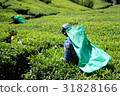 Tea plantations of Nuwara Eliya 31828166