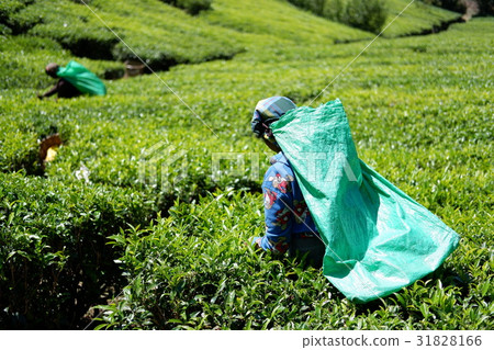 Tea plantations of Nuwara Eliya Tea plantations of Nuwara Eliya 31828166