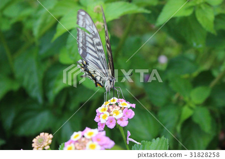 吮馬櫻丹屬花花蜜的Swallowtail蝴蝶 吮馬櫻丹屬花花蜜的Swallowtail蝴蝶 31828258