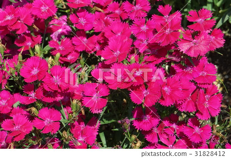 Dianeus red 03 31828412